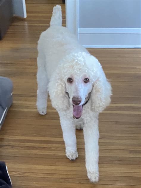 It takes time for rescue dogs to warm up to whoever adopts them, and the new owner needs to spend more time and effort. . Poodle rescue sydney